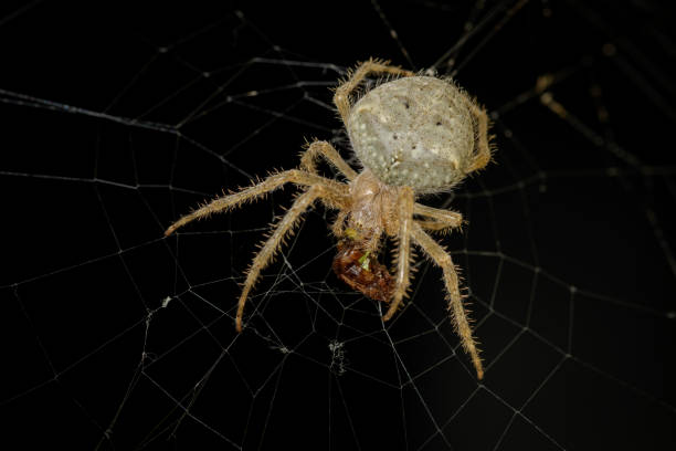 Close-up of Barn Orbweaver Spider eating a bug