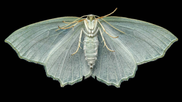 istock Close-up of white Pale Beauty Moth wings underside 1858120914