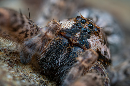 Extreme close-up of Dark Fishing Spider's face