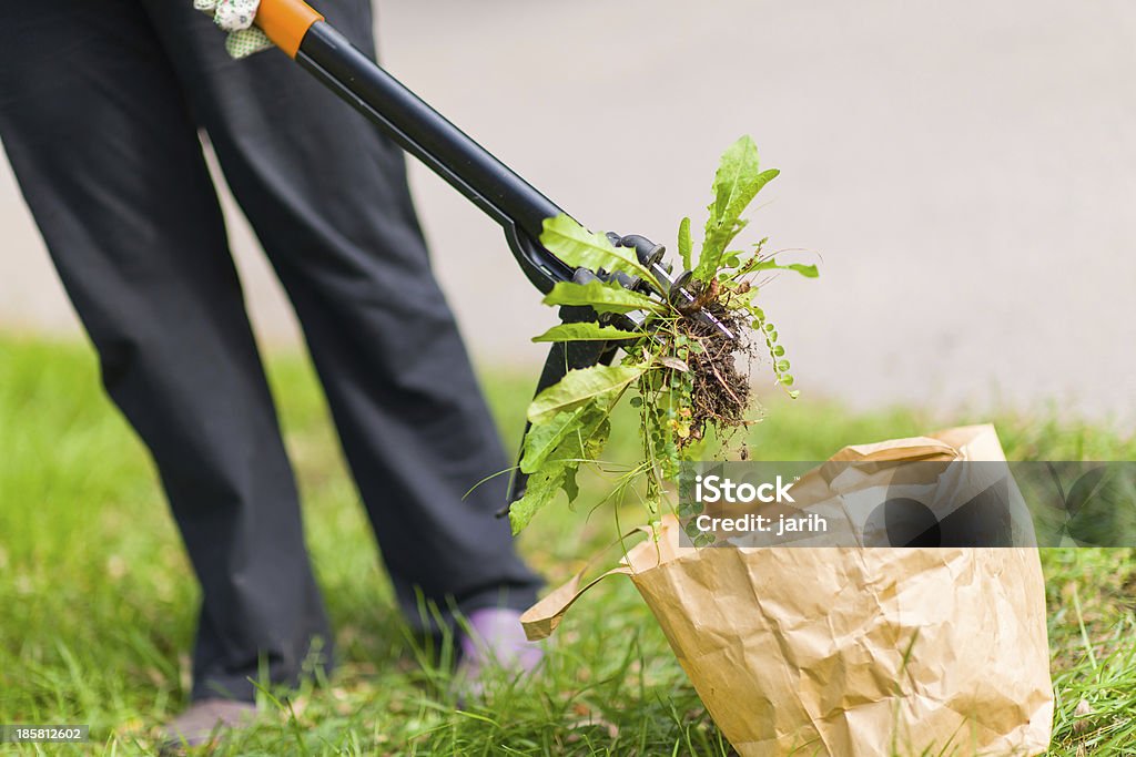 Femme tirant mauvaises herbes - Photo de Désherber libre de droits