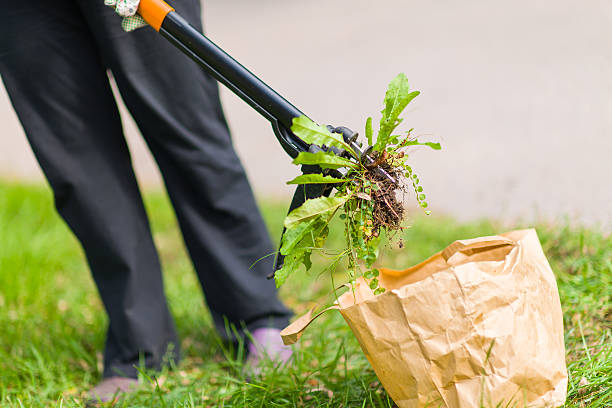 A woman pulling weeds and put it in a brown bag  stock photo