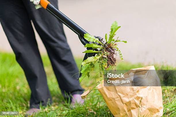 A Woman Pulling Weeds And Put It In A Brown Bag Stock Photo - Download Image Now - Weeding, Uncultivated, Pulling