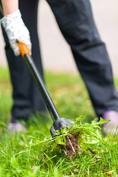 Woman pulling weeds stock photo