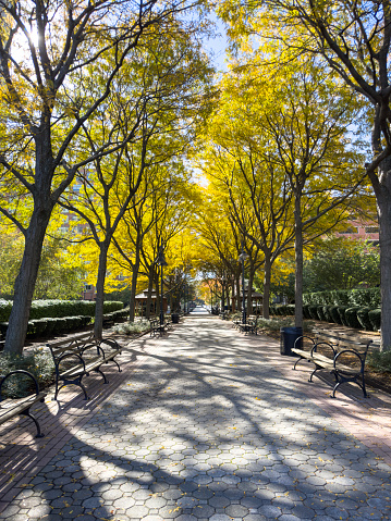 Pedestrian pathway lined with trees in Autumn