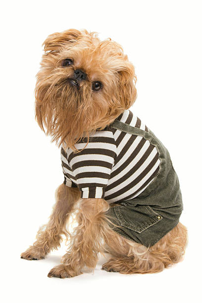 istock Dog breed Bruxellois Griffon 185813412