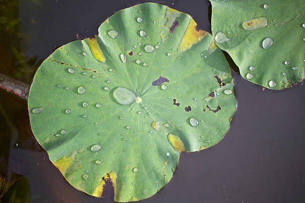 istock Drops of water on lotus leaf 185813519