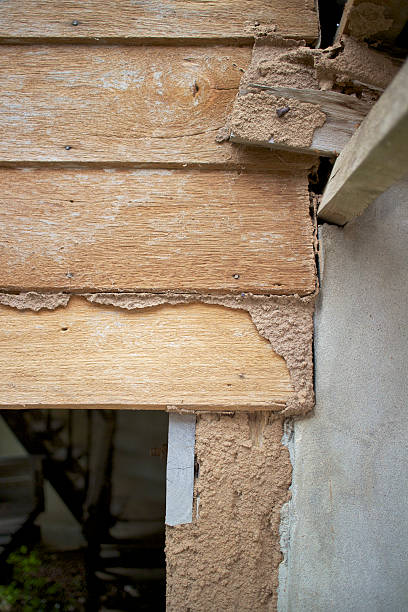istock wall of house destroy by termites 185813636