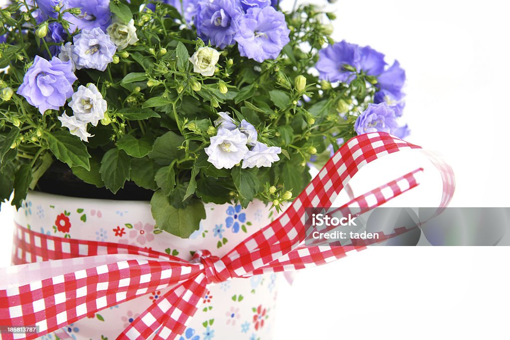 campanula flowers blue campanula flowers in  flower pot Blue Stock Photo