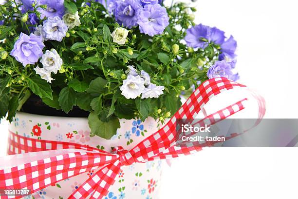 Campanula Flowers Stock Photo - Download Image Now - Blue, Botany, Bouquet