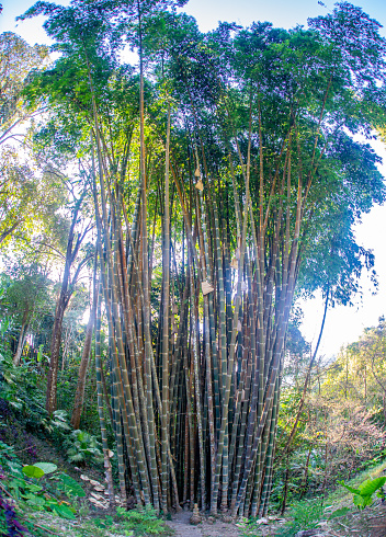 Bamboo trees in mountainous region of thailand