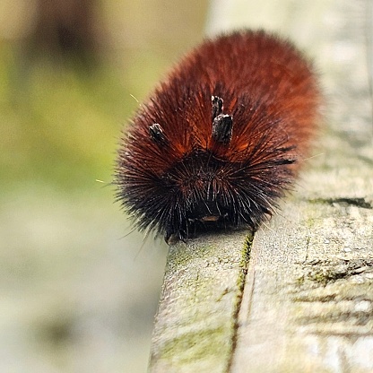 TIGER MOTH CATERPILLAR, FOUND IN THE MANCHAC SWAMP, LOUISIANA