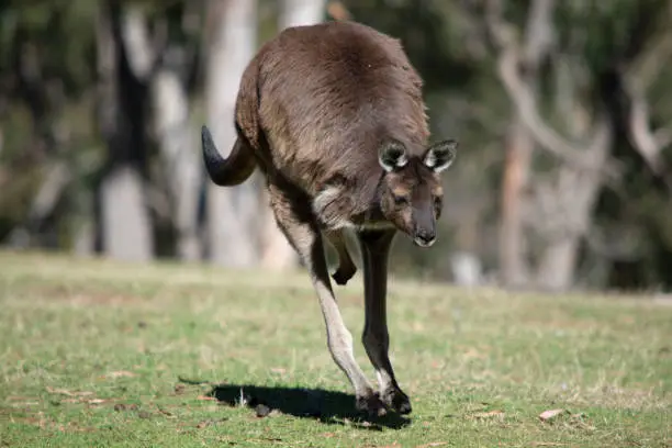 the kangaroo-Island Kangaroo has a brown body with a white under belly. They also have black feet and paws