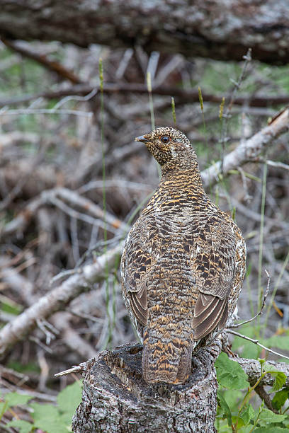 spruce perdiz, newfoundland, canadá - grouse spruce tree bird camouflage - fotografias e filmes do acervo