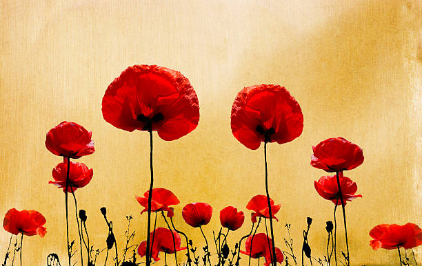 istock grunge poppies background 185814987