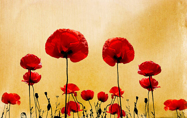 гранж фон poppies - red poppies audio стоковые фото и изображения