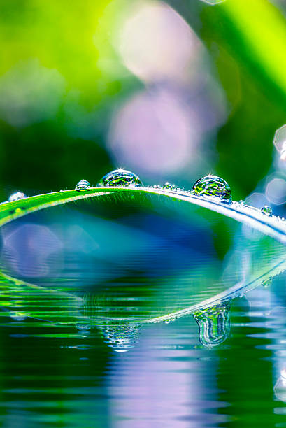istock Green grass with dewdrops over water in sunshine 185815206