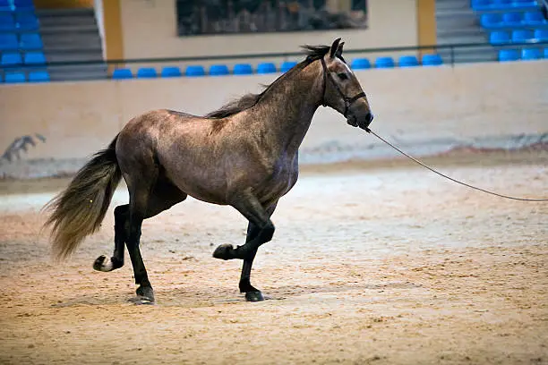 Photo of Functionality testing  horses of purebred Spanish