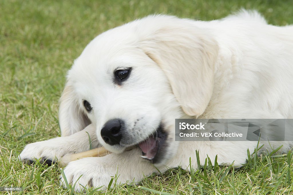 Cucciolo di Golden Retriever masticare un osso - Foto stock royalty-free di Cane