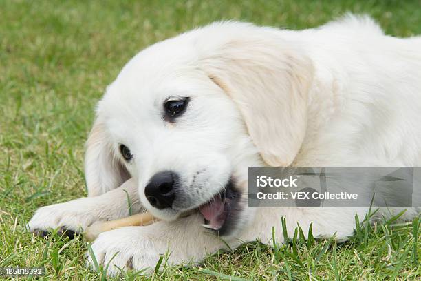 Cucciolo Di Golden Retriever Masticare Un Osso - Fotografie stock e altre immagini di Cane - Cane, Osso di animale, Osso per cani