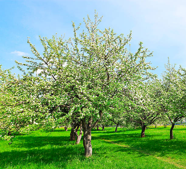 istock blossom of apple trees in spring park 185815596
