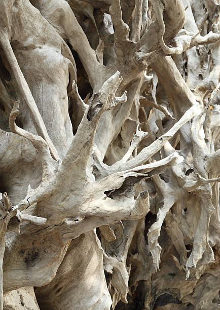 istock Dried twigs and branches striped wood 185815769