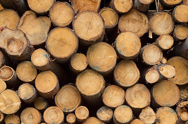 istock Pile of timber logs 185816144