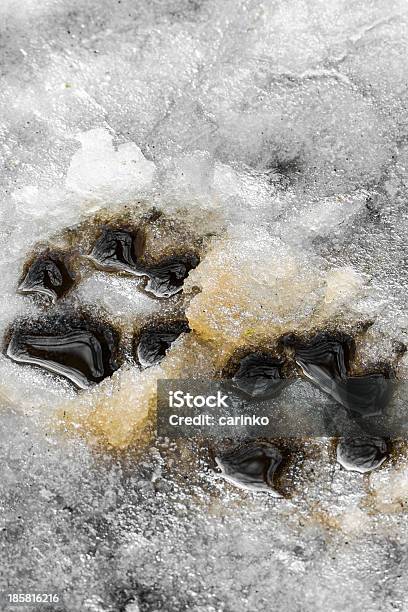 Pawprints Foto de stock y más banco de imágenes de Aire libre - Aire libre, Fotografía - Imágenes, Huella