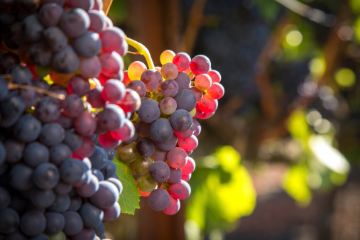 Grenache wine grapes ripen in a vineyard in southern Sonoma County, CA, as they near harvest.