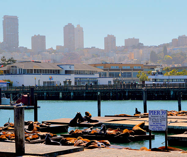 istock Skyline of San Francisco, Pier 39 185816315