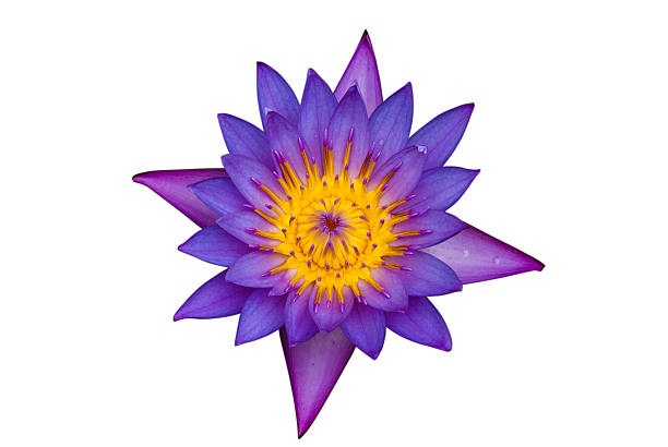 istock Purple water lily isolated 185816372