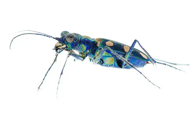 Photo of blue tiger beetle