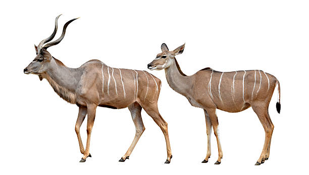 greater kudu greater kudu isolated on a white background kudu stock pictures, royalty-free photos & images