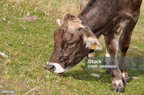 Cowmodo Di Dire Inglese - Fotografie stock e altre immagini di Agricoltura - Agricoltura, Alpi, Ambientazione esterna