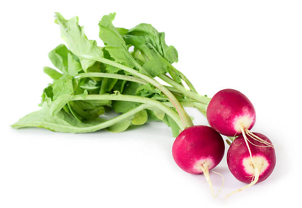 3 つの新鮮な radishes - radish isolated bunch vegetable ストックフォトと画像