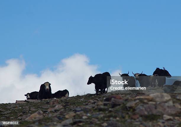 Wild Yaks En El Fondo De Cielo Foto de stock y más banco de imágenes de Abrigo - Abrigo, Aire libre, Asia