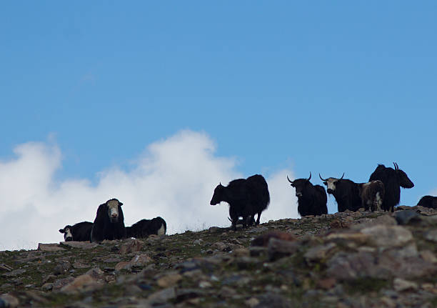 istock Wild yaks on the background of sky 185818022