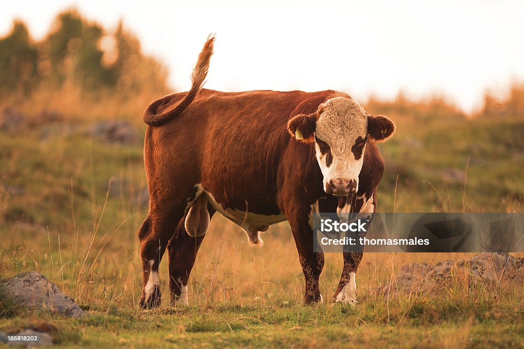 Die farm bully - Lizenzfrei Bulle - Männliches Tier Stock-Foto