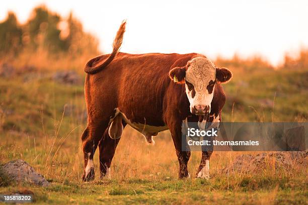 Die Farm Bully Stockfoto und mehr Bilder von Bulle - Männliches Tier - Bulle - Männliches Tier, Hoden, Macho