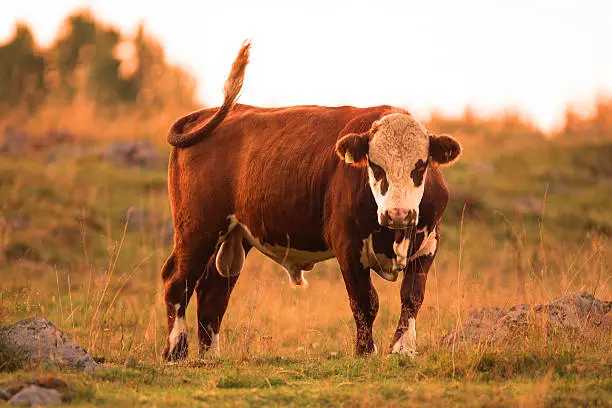 A reddish brown and white bull in a grassy field.