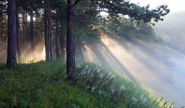 istock sun and fog at the forest edge 185818268
