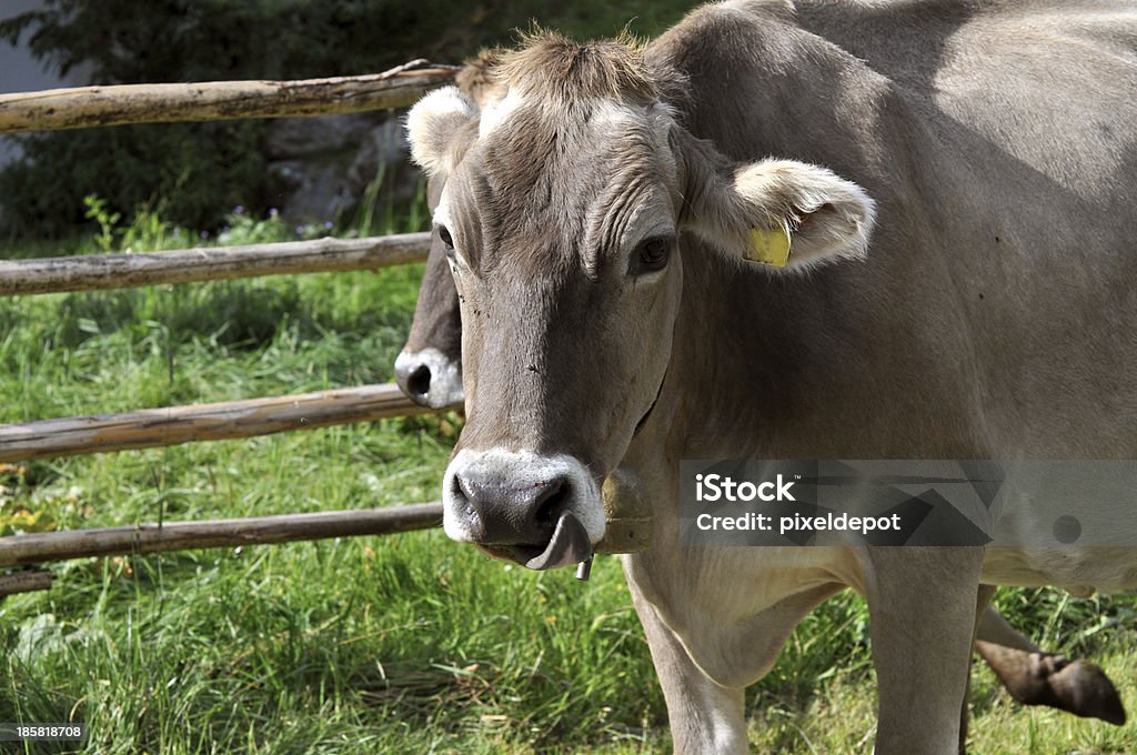 корова - Стоковые фото Австрия роялти-фри