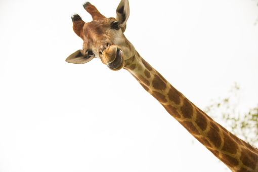 Close-Up Of A Giraffe Head, Seen From Below, Inside A Zoo. Its Scientific Name Is 'Giraffa Camelopardalis'.