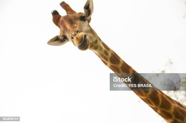 Foto de Cabeça De Girafa e mais fotos de stock de Girafa - Girafa, Humor, Figura para recortar