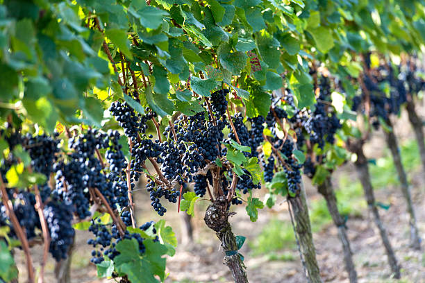 istock Red bunch of grapes in the vineyard 185819180