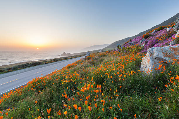 istock wild flowers in Big Sur, California 185819613