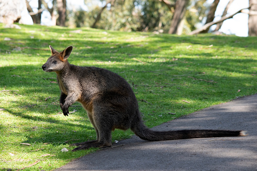 This eastern grey kangaroo and her inquisitive joey weren\