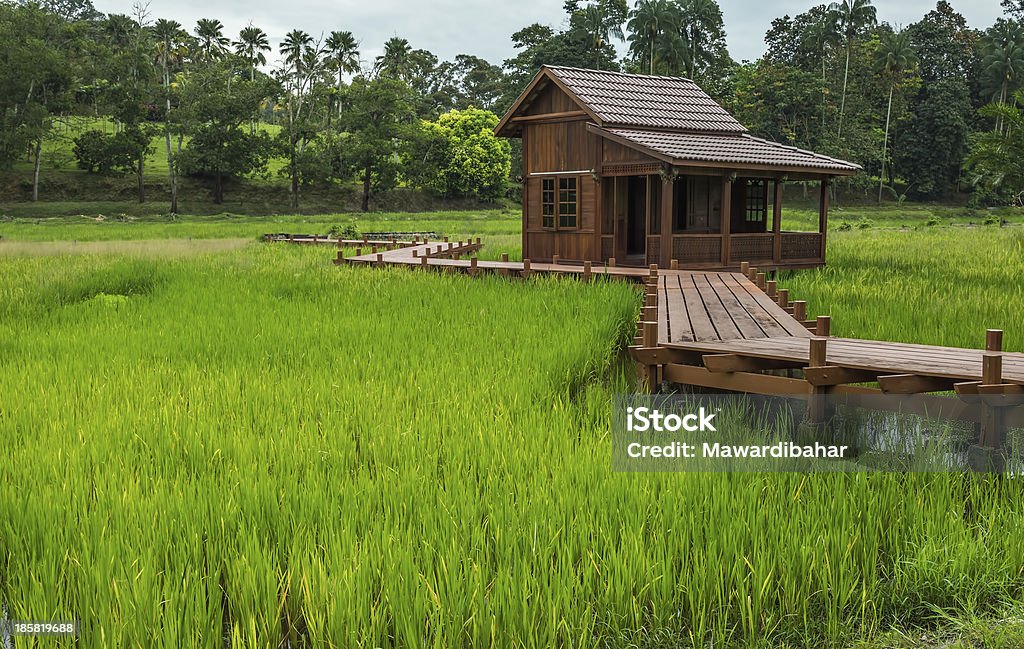 Деревянный дом в paddy поле - Стоковые фото Азия роялти-фри