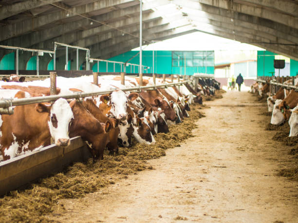 istock Red cows in the barn eat hay. 1858197288