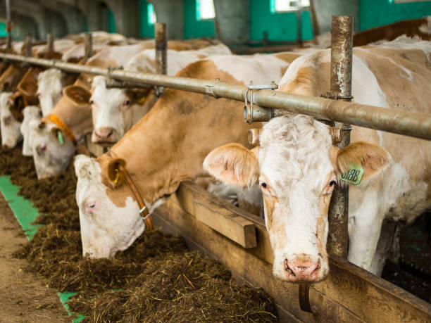 istock Red cows in the barn eat hay. 1858197293