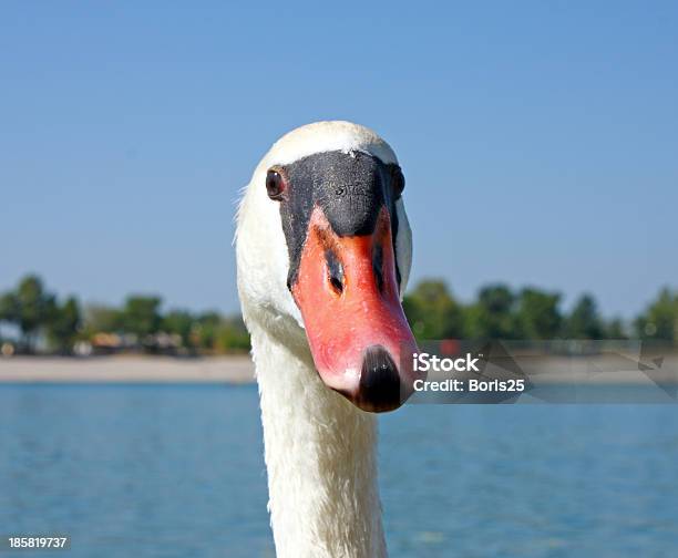 Photo libre de droit de Portrait Dun Cygne banque d'images et plus d'images libres de droit de Animaux à l'état sauvage - Animaux à l'état sauvage, Blanc, Bleu